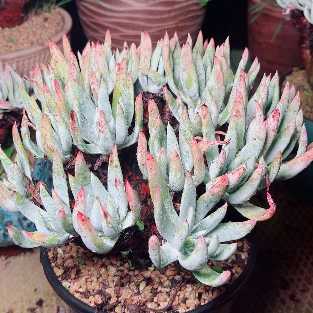 1532雪花仙女杯多肉