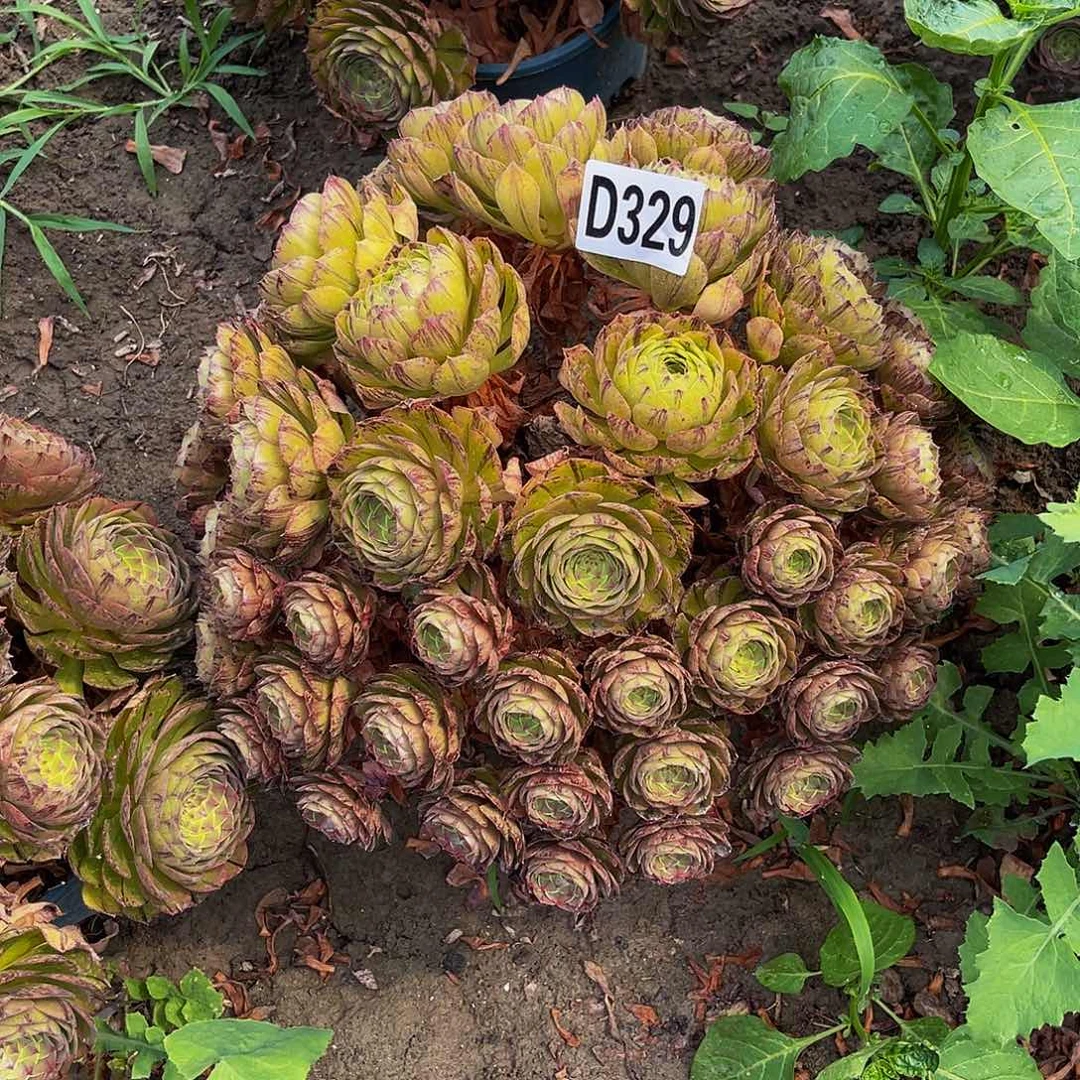 万拉丝14—-23包邮