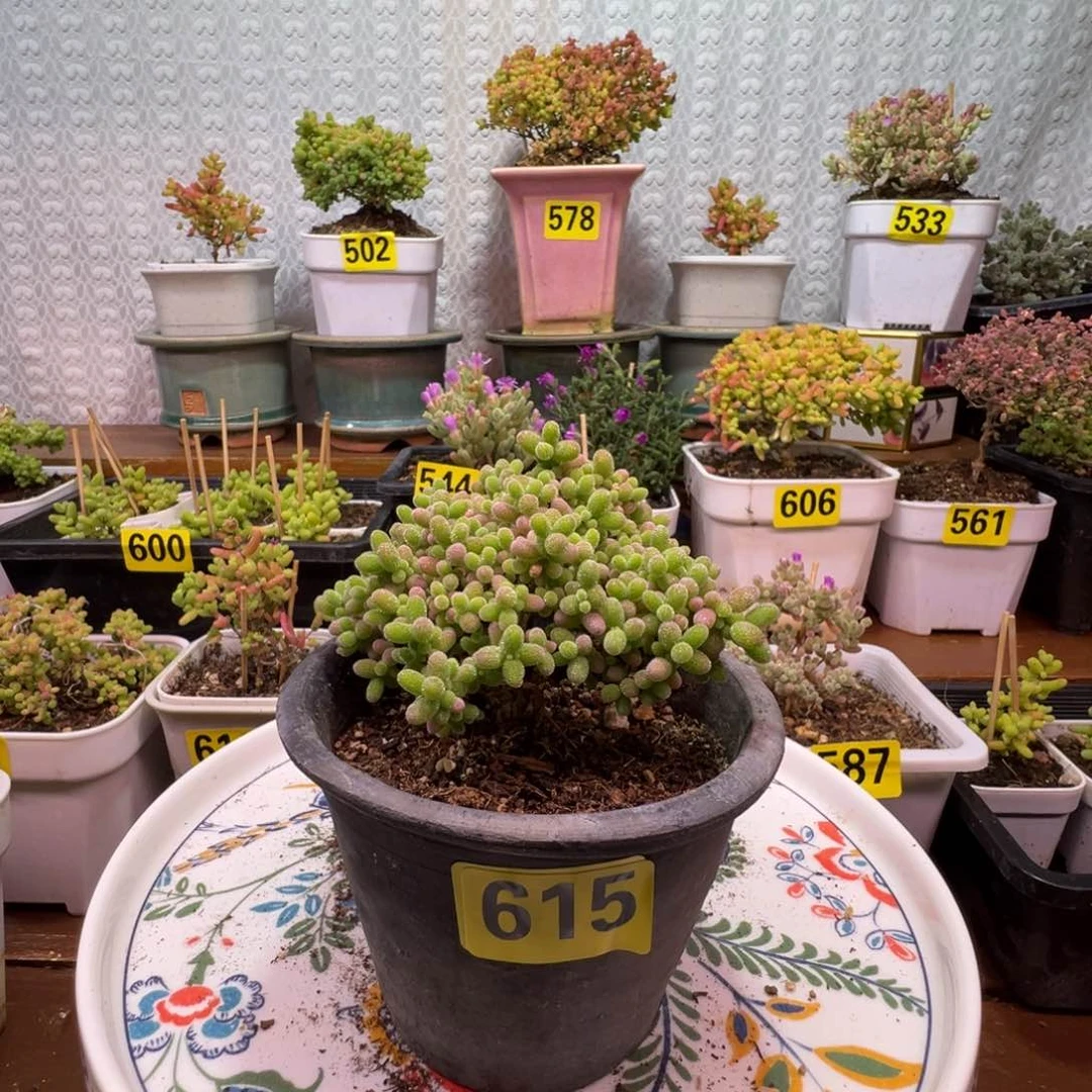 枝干番杏多肉植物615