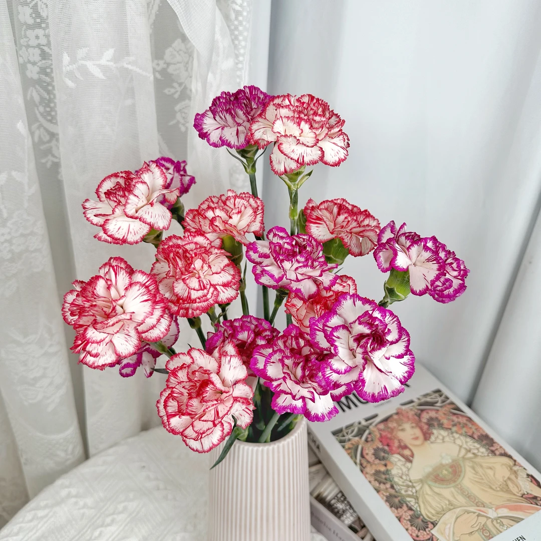 【一件包邮】紫边单头康乃馨20支+伊人单头康乃馨20支