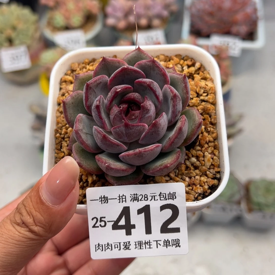 蓝莓多肉多肉多肉多肉