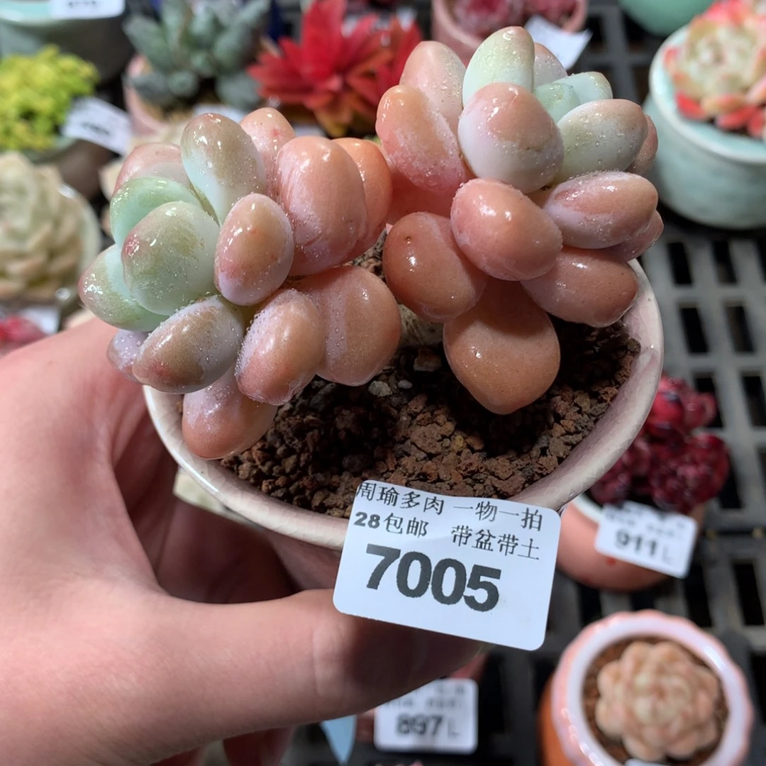 5厘米盆精控多肉7005