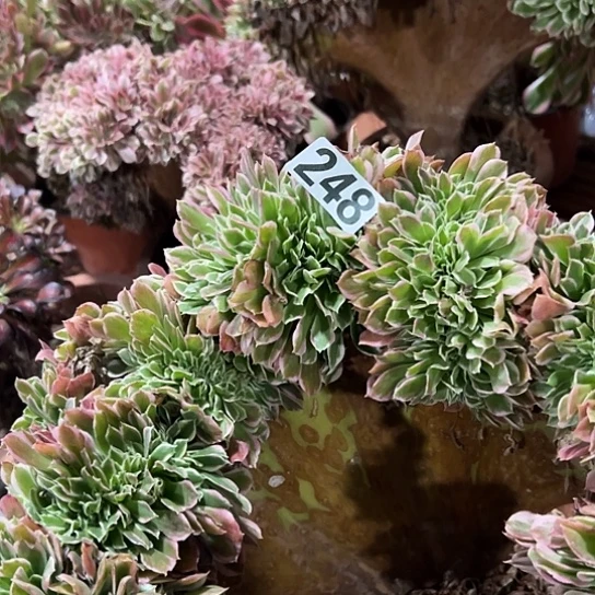 闲***乐多肉植物一个白凤248