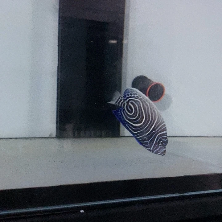 海水鱼蓝圈神仙海水鱼yu
