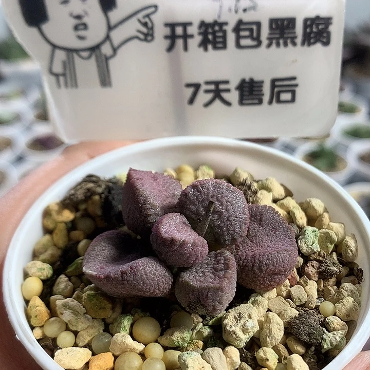 A7426 专拍专拍专拍