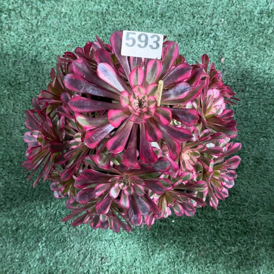 593！红铜白法师多肉植物