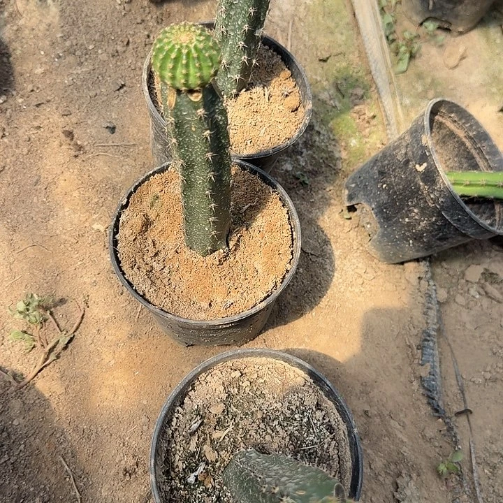 小油菜袖蒲嫁接仙人球