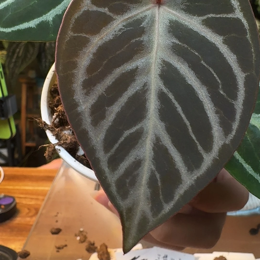 不开花植物K107阿波罗杂skg紫水晶