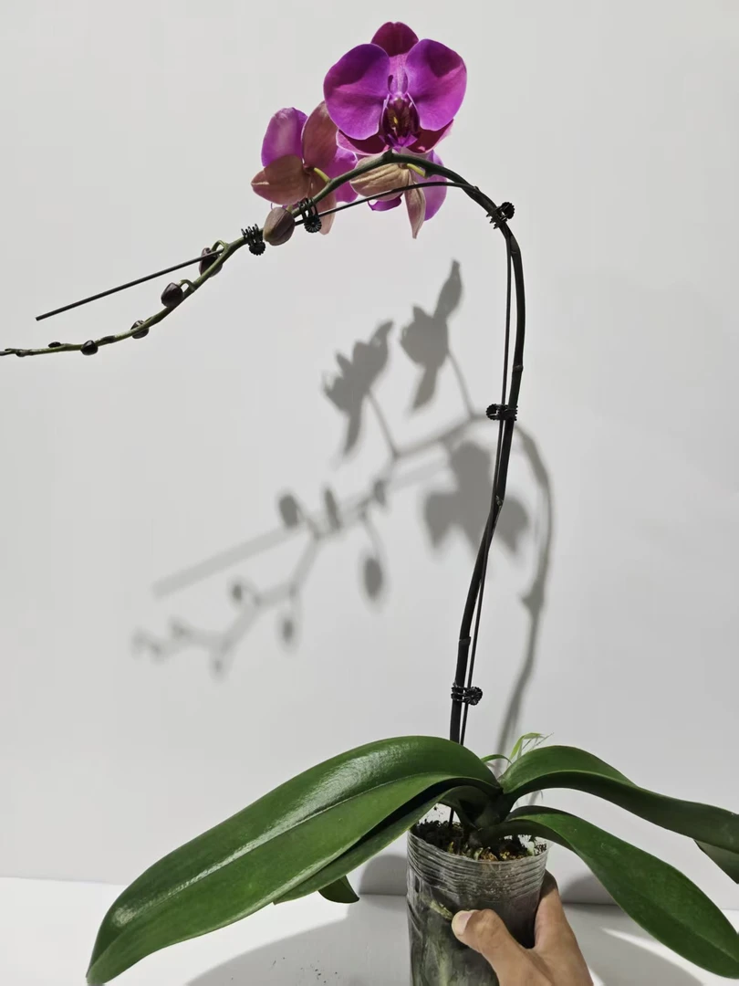 蝴蝶兰【香味！香橙美人3.5寸超级加高加大杯】带花带花苞开花株发货