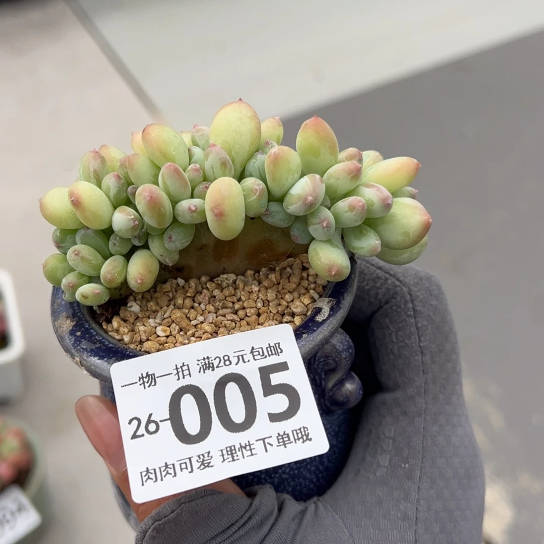 三日月美人缀化多肉多肉多肉多肉