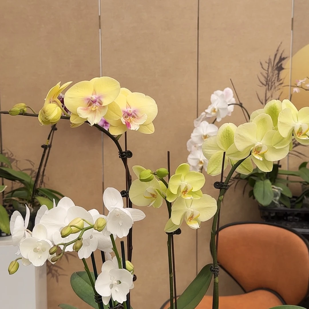 完全开放123/三棵组合/随机赠送一棵实生花后苗/赠品无售后