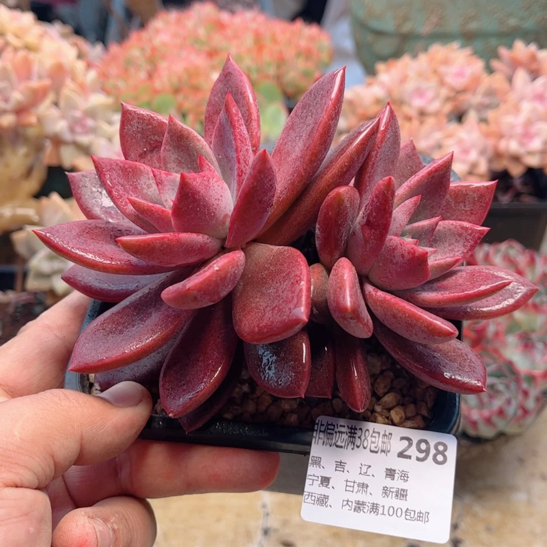 298唐卡德华多肉