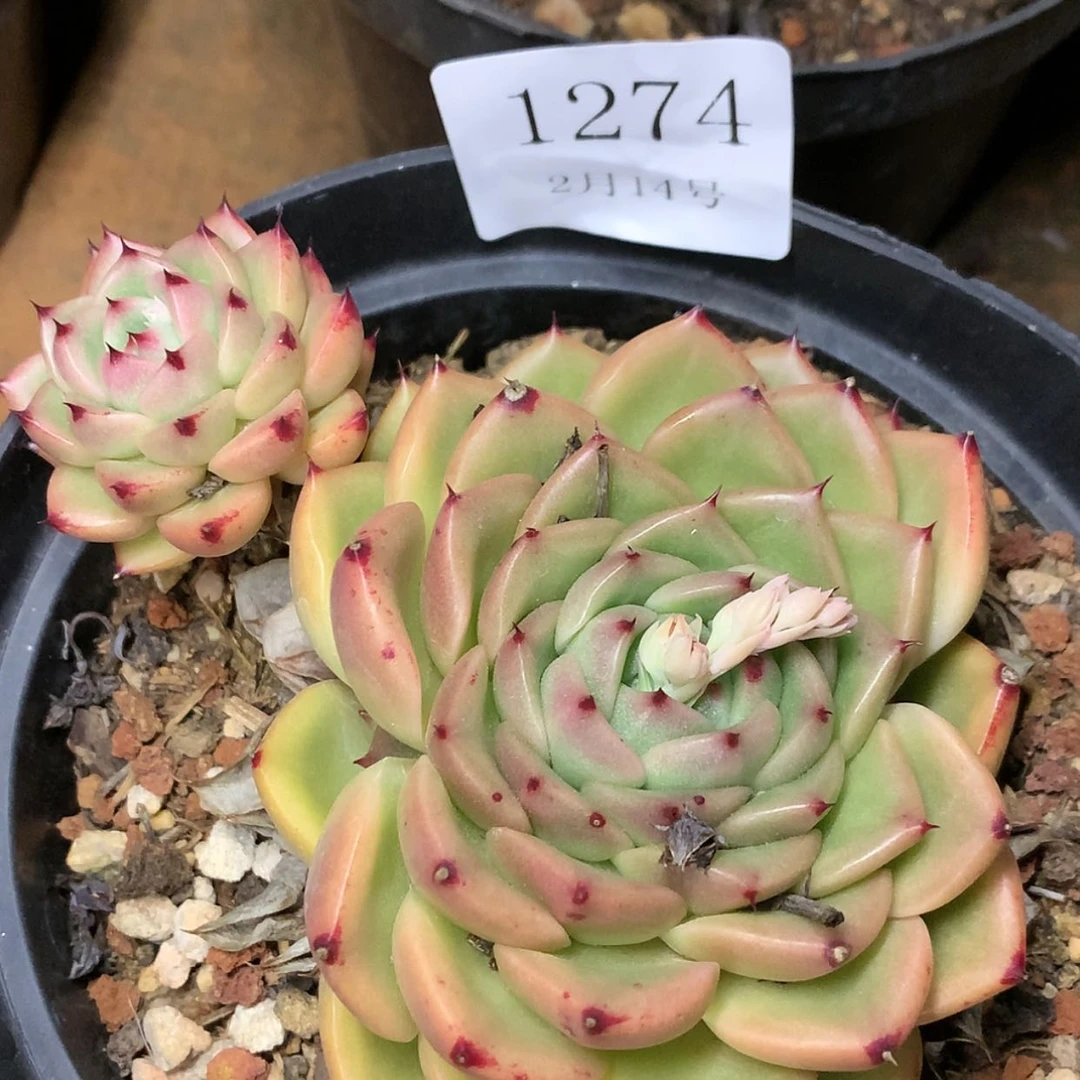 【闪购商品】云1274