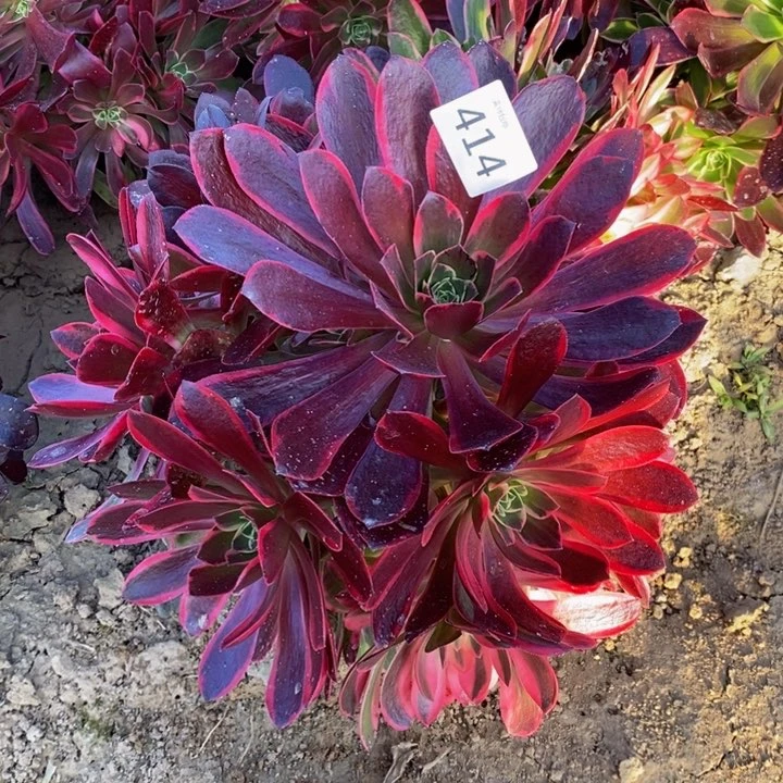 414金丝雀大手捧新桩西