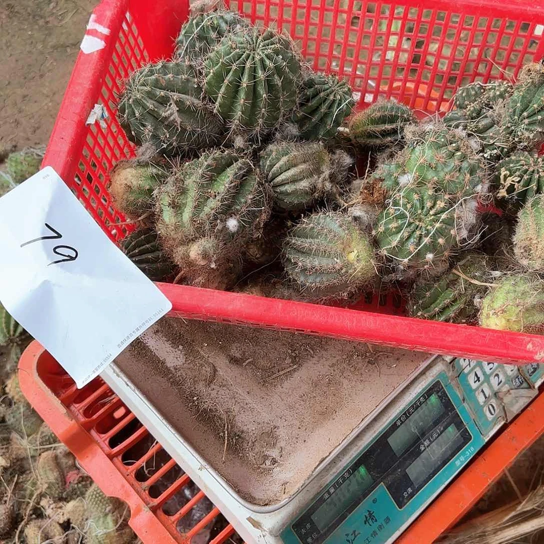 释*79 侧牙混品瑕痴无售后