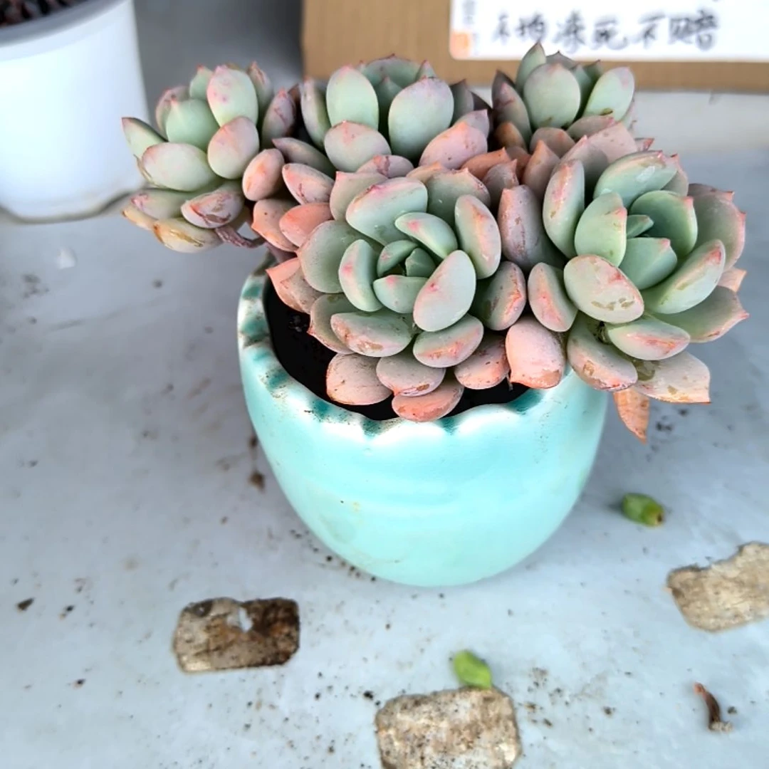 满6元包邮，格林群福利