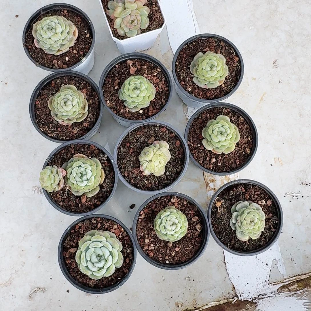 薛*多肉植物十一颗486