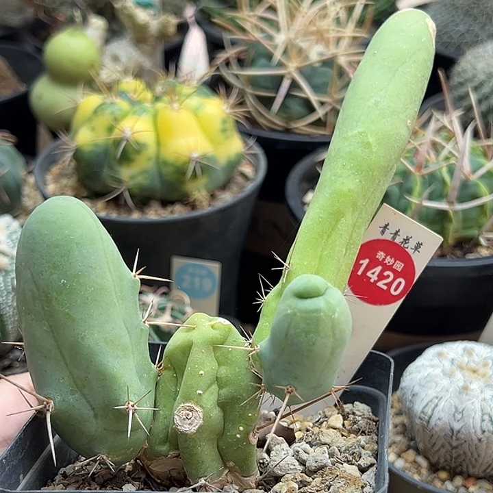 程程柱群一棵仙人球