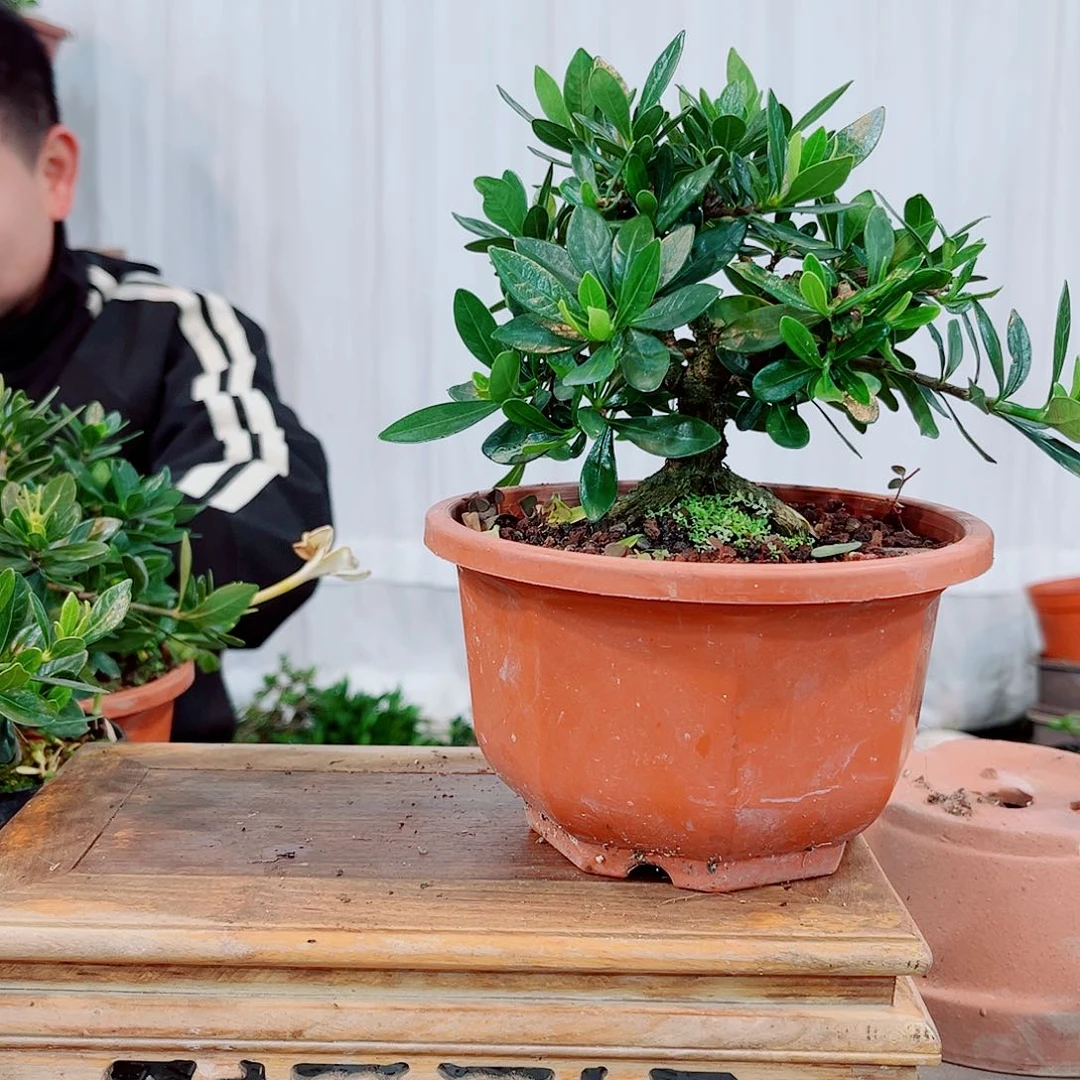 红陶易*玉荷栀子花