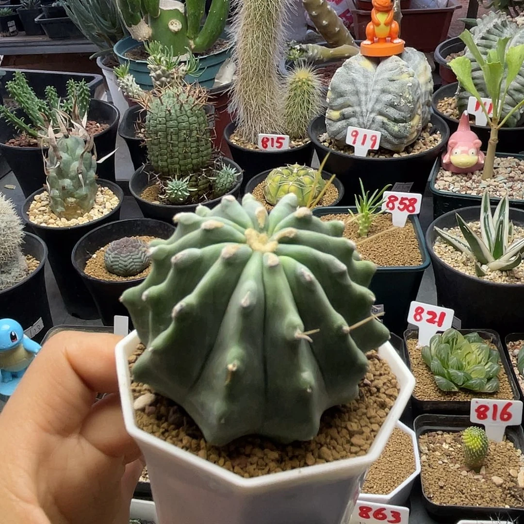 实生多棱无刺王冠龙