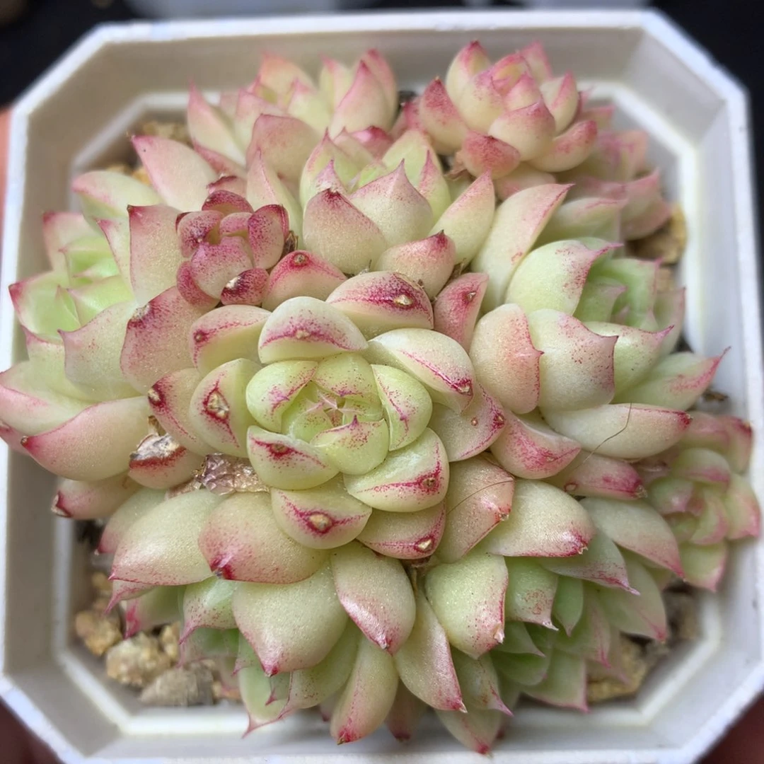 86 精品多肉一物一拍