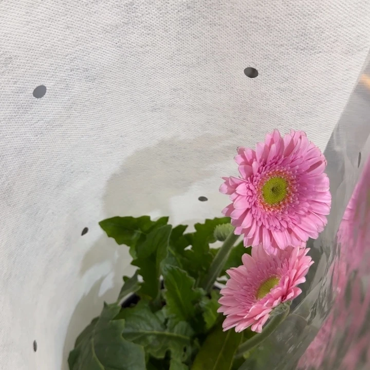 原盆原土一加仑非洲菊冰玉