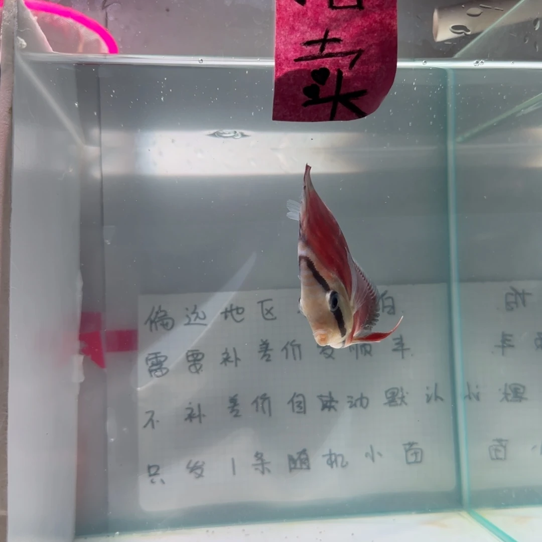 七彩神仙鱼肉身7-8左右，偏远地区不要拍