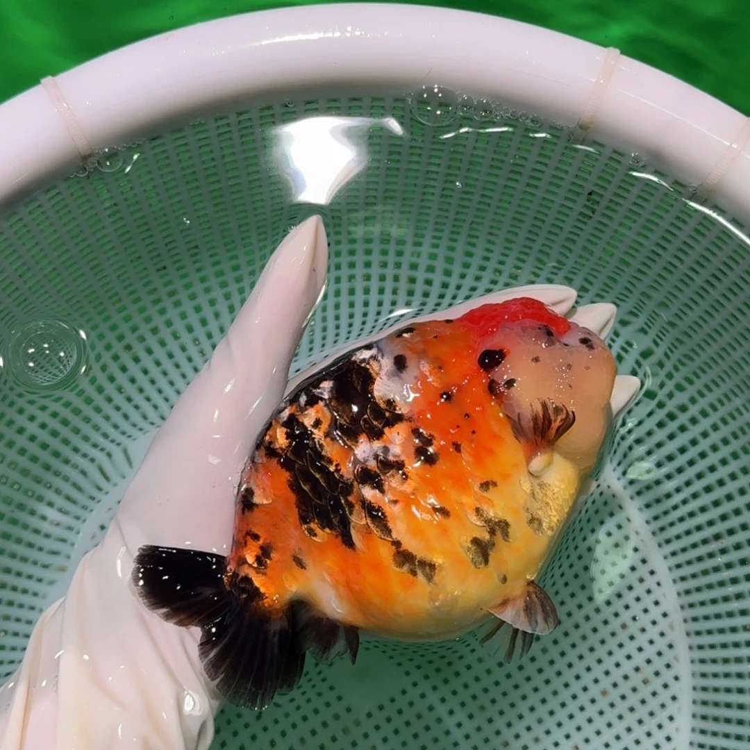 金鱼类不分公母16