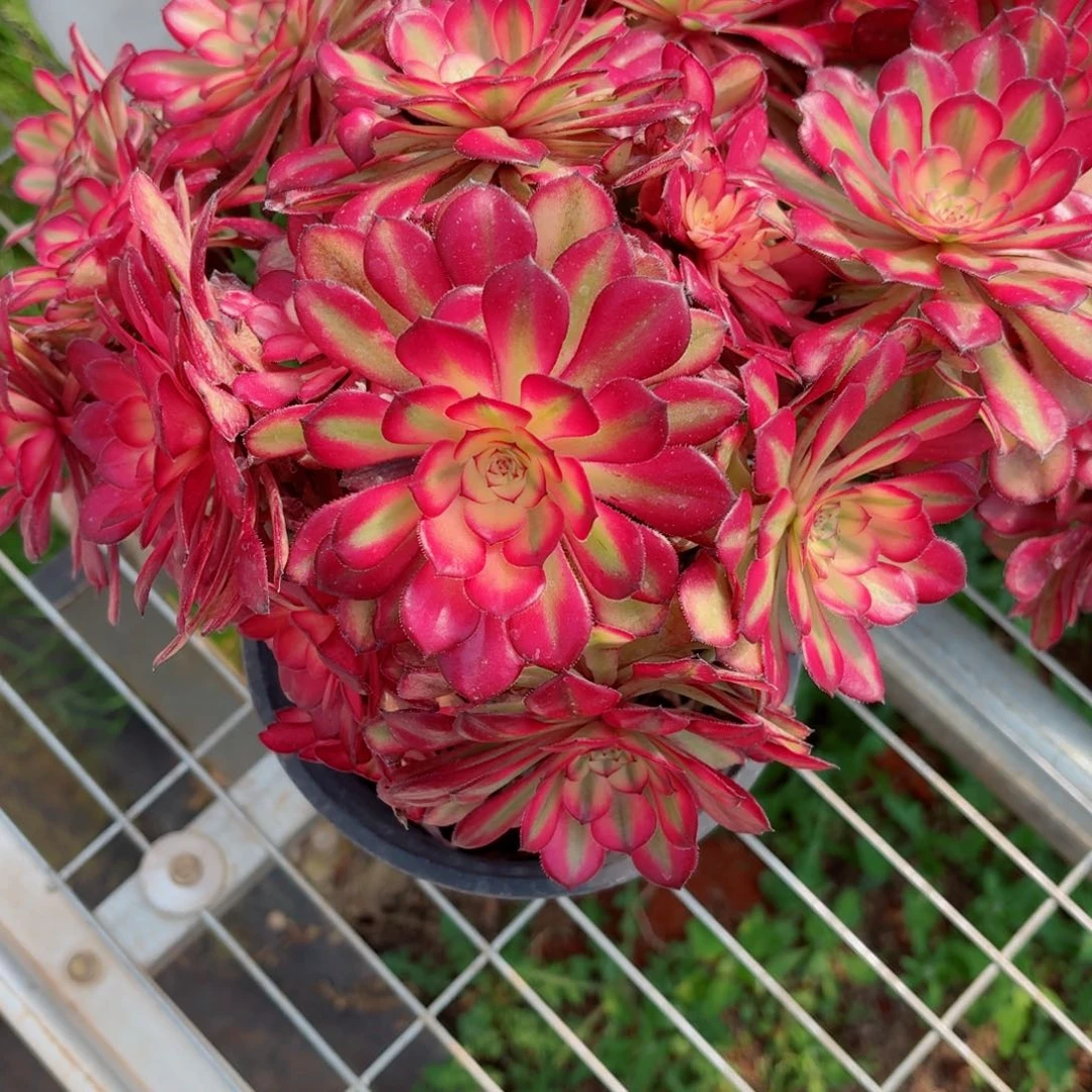 180摘心月婵多肉法师量拍