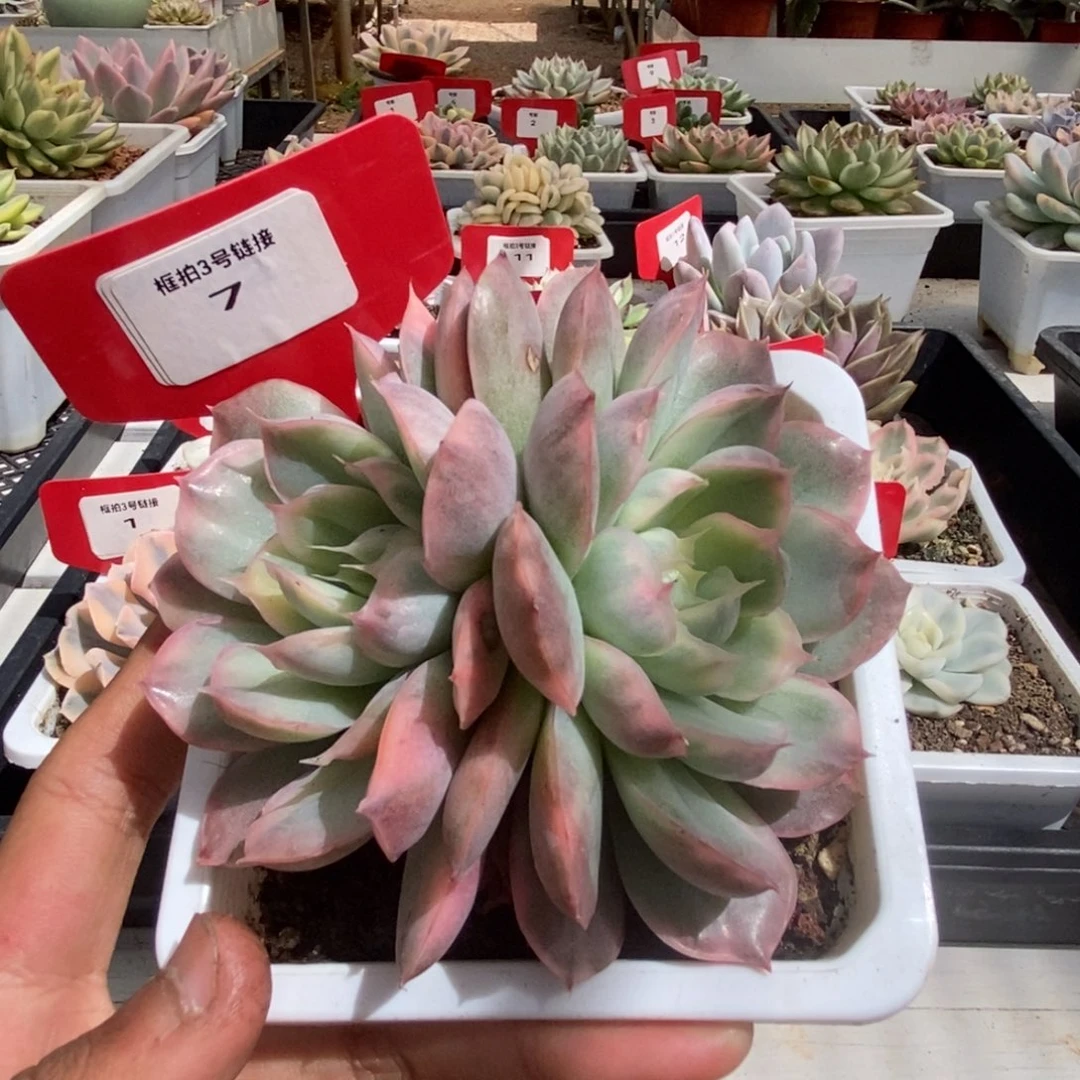 7号双头草莓蛋糕锦多肉