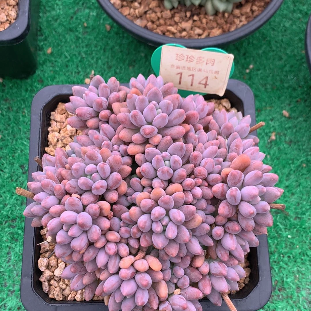 星黛露无砍平头114