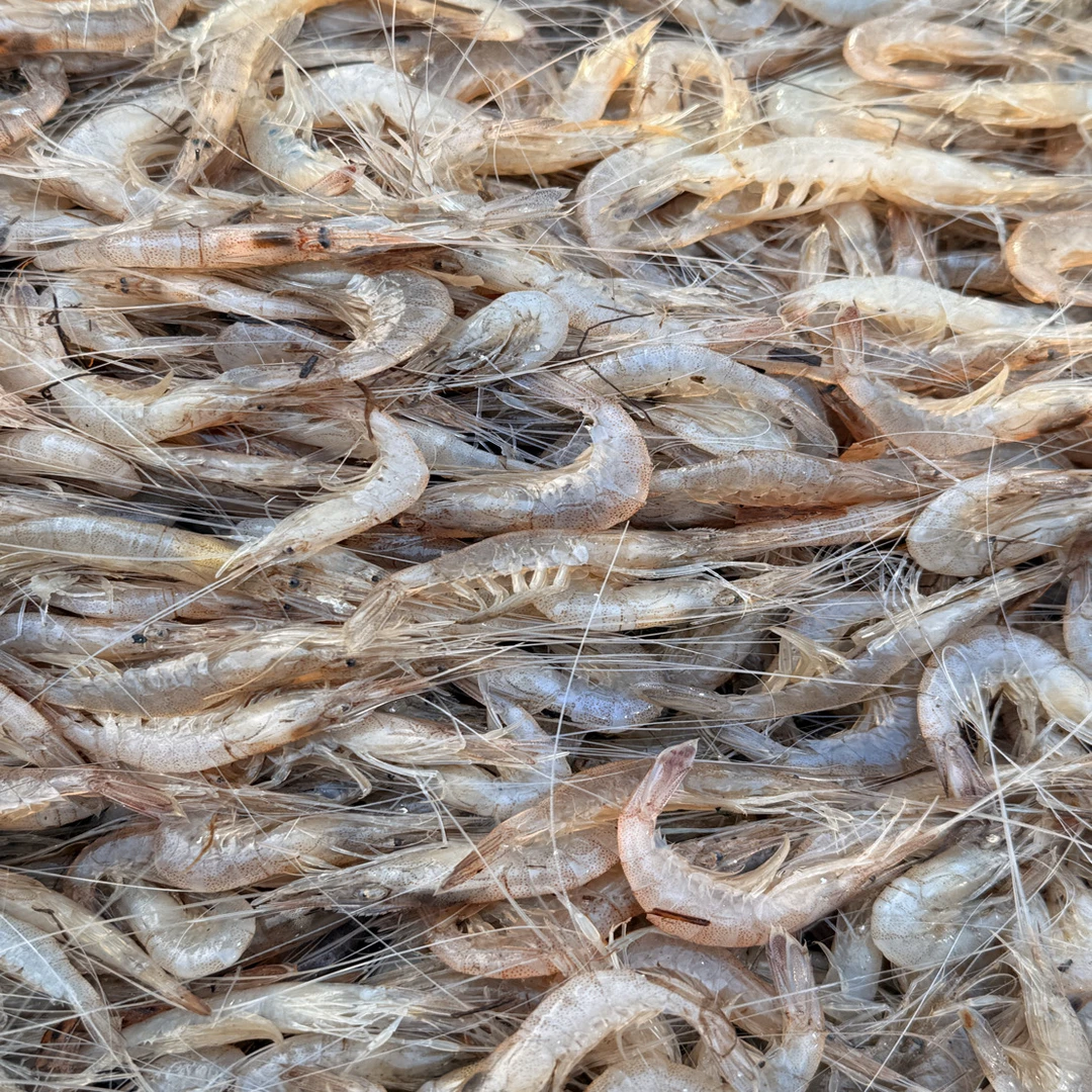 海青虾 2/3斤 肉质鲜嫩 顺丰发货