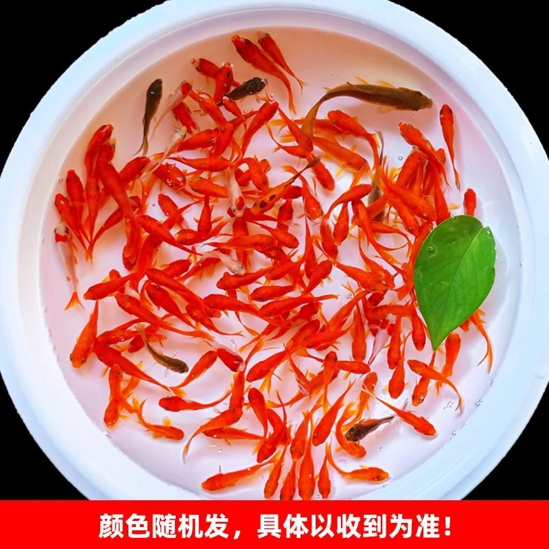 4-6厘米21条草金鱼颜色混搭皮实耐活新手鱼冷水观赏鱼渔场直发