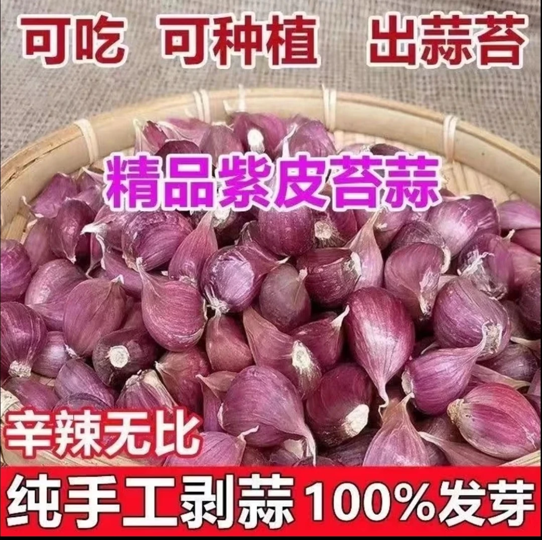 云南老品种紫皮蒜蒜瓣干蒜去皮蒜瓣精品农家自种香蒜蒜瓣