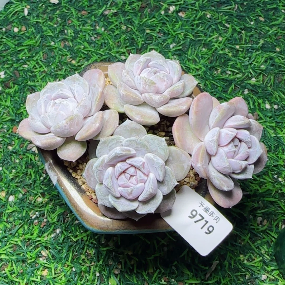 汉堡无砍，9719多肉植物