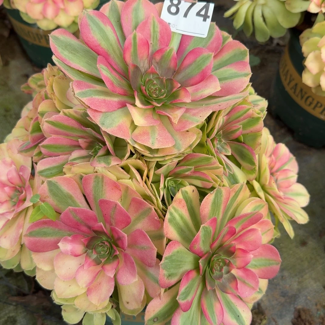 大雨河多肉植物老庄874