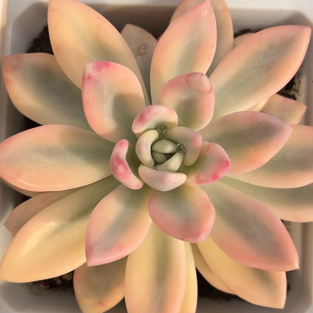 奥普彩锦多肉植物