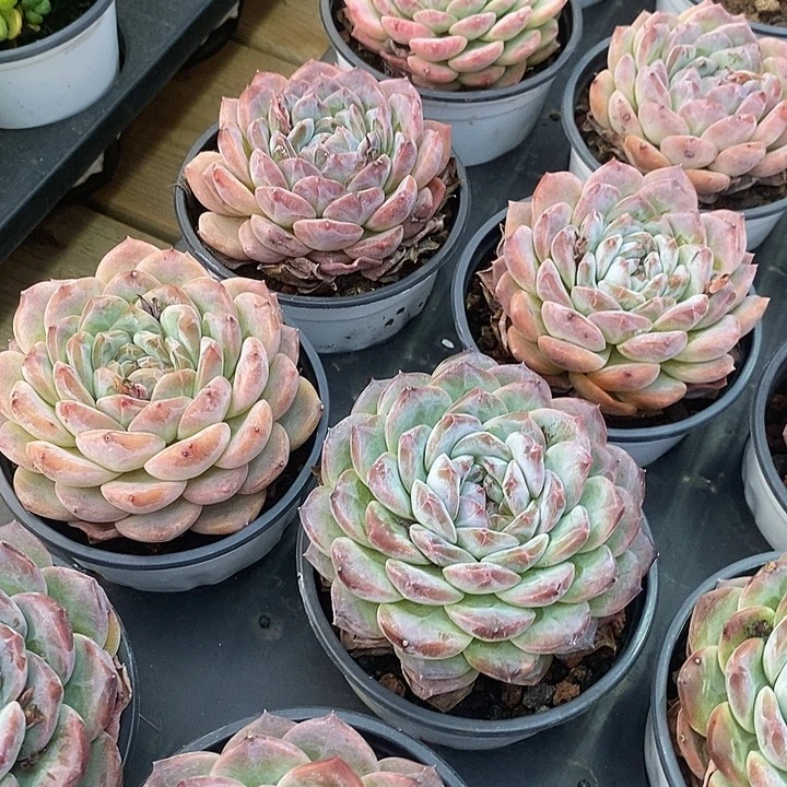 秘境冰魄福利多多