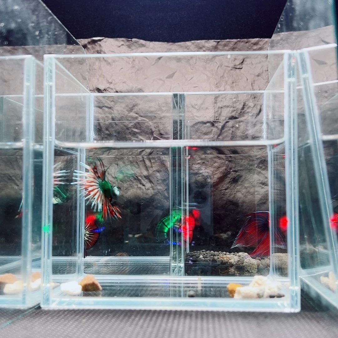 海胆精品精品精品