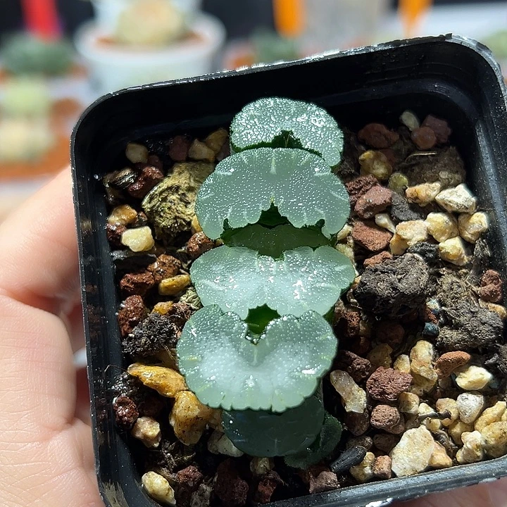 十二卷白熊玉扇多肉