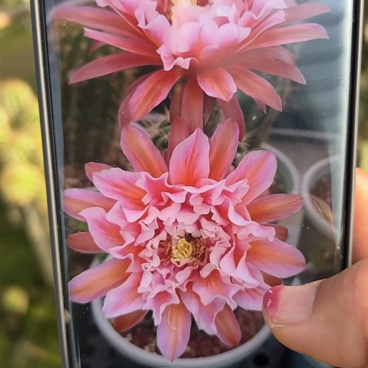 25毛城堡歪无根侧芽5公分左右20包邮