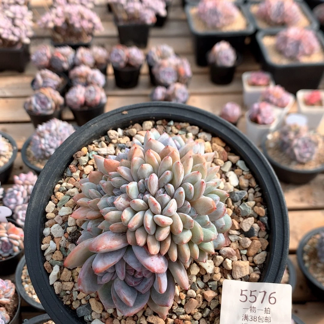 11厘米有砍胸花石榴籽缀 5576