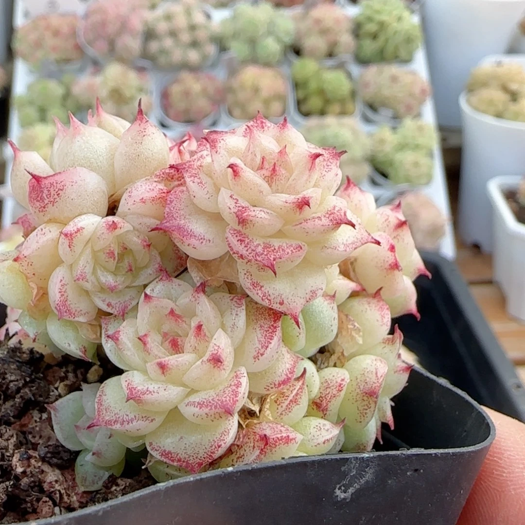 希*【闪购商品】0113-12专拍