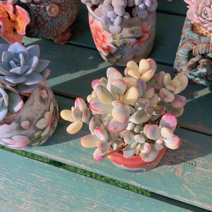 乒乓锦自然群无砍