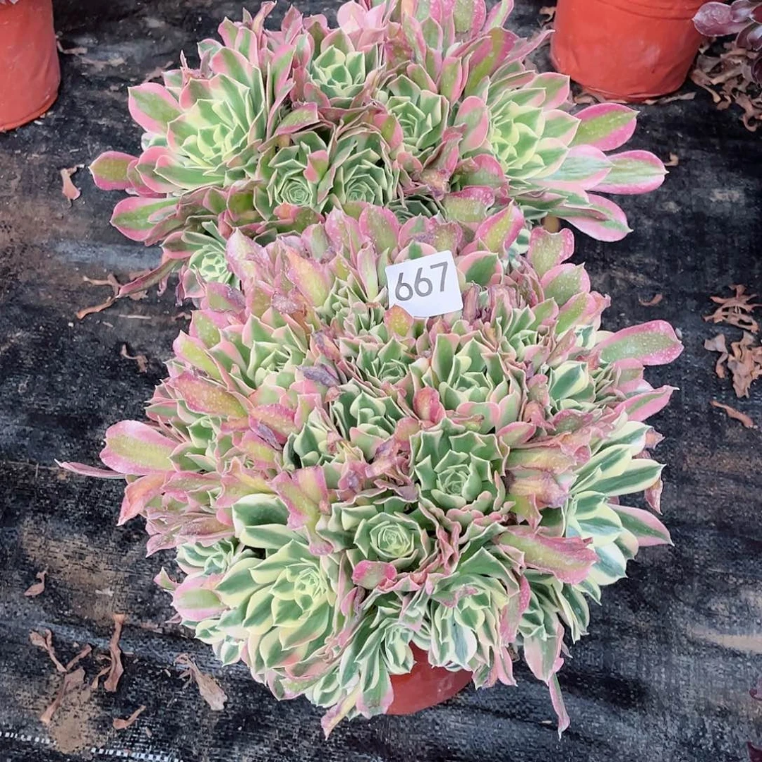 彗*组合多肉植物667