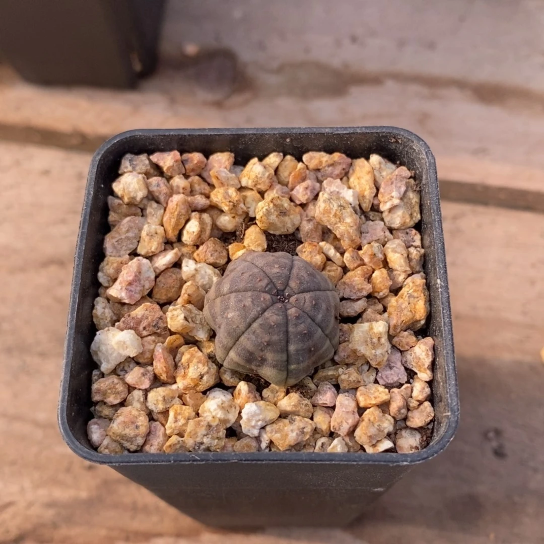 利***因布纹球精品一物一拍