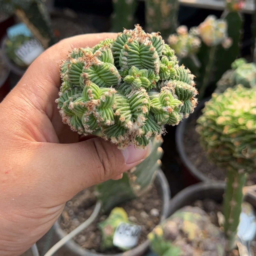 五星花笼锦仙人球523