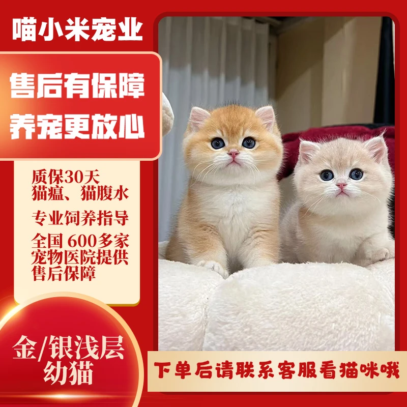 精品宠物猫新手养猫猫舍幼猫品种猫英短金渐层蓝金矮脚拿破仑猫崽