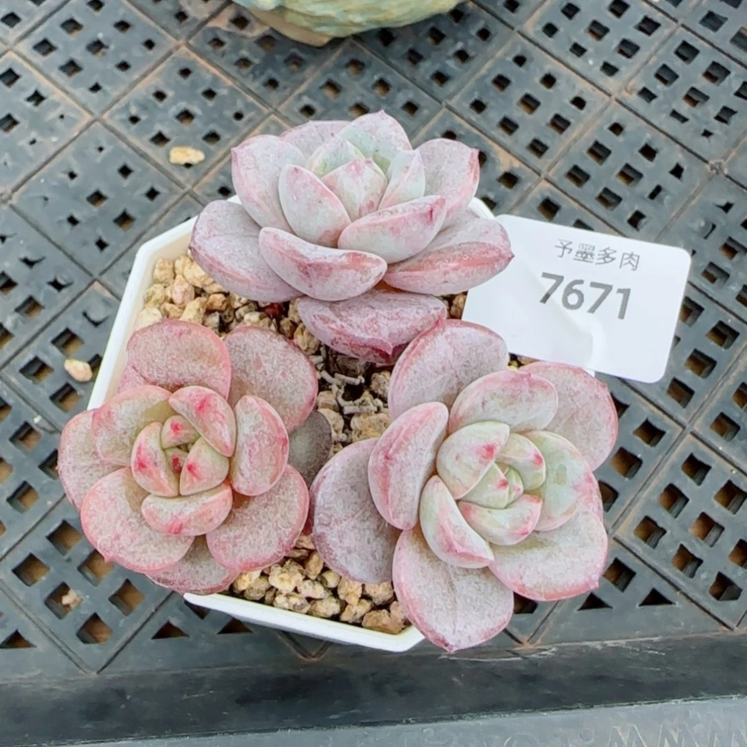 德国香槟，7671多肉植物