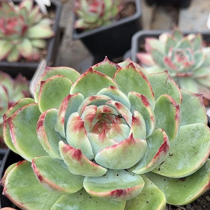 惊鸿一物一拍包装收缩花旱